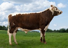 42039 Balder Skolaas
