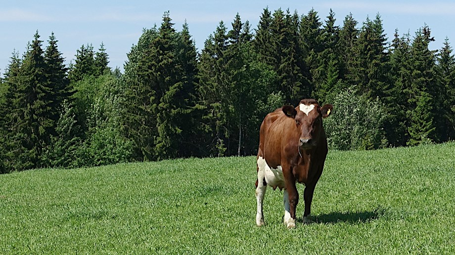 Bilde av ei rød ku på grønt gress med skog i bakgrunnen.