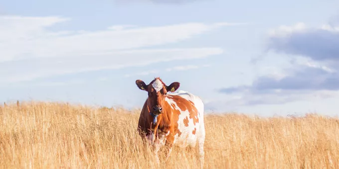 Bilde av ku i høyt gult gress