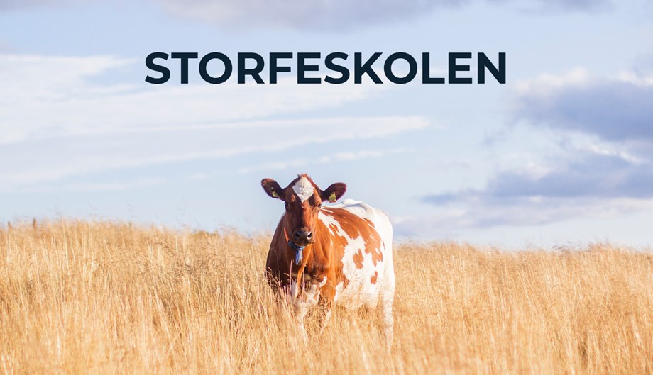 Bilde av ku som står i høyt, gult gress.